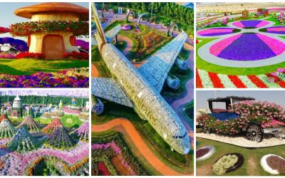 巨型台中花博搶先先預約包車,包車優惠中