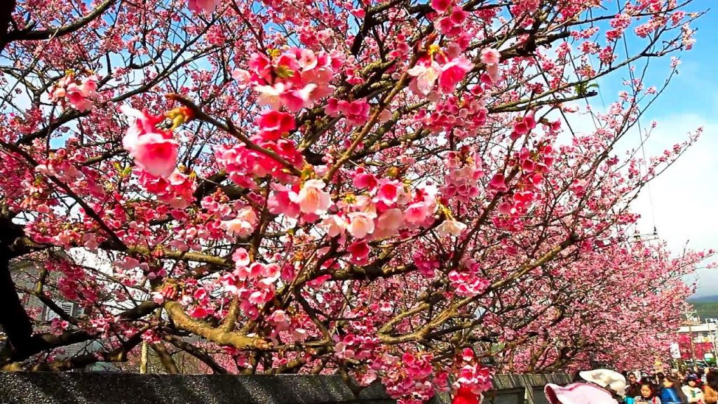 陽明山賞花包車,賞櫻花包車,花季包車旅遊,櫻花包車旅遊,花季包車,台北賞櫻包車,陽明山花季包車,淡水包車,竹子胡包車,小油坑包車,包車旅遊