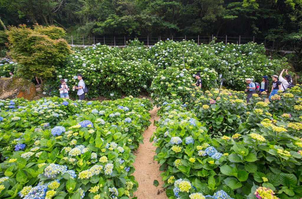 4月包車旅遊桐花雪紛飛！全台10大包車旅遊、浪漫賞桐秘境大公開