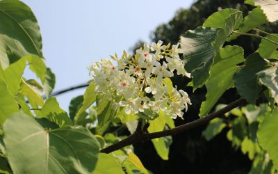 士林包車旅遊、三月杜鵑花雨!士林官邸下起春雪超浪漫