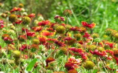 台灣包車旅遊苗栗景點介紹、苗栗包車熱門景點推薦